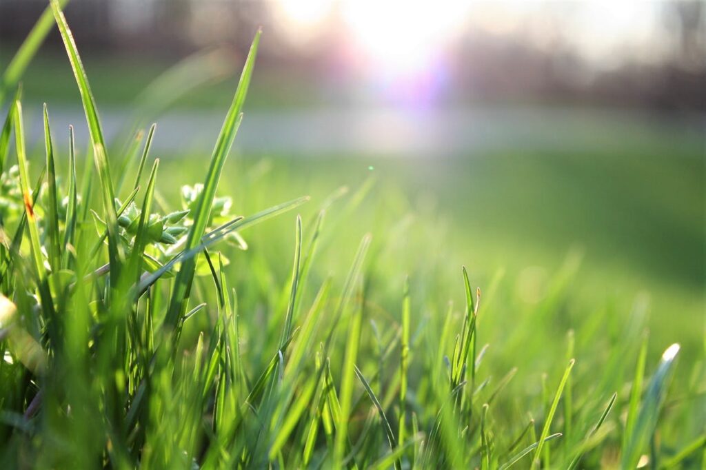 crabgrass