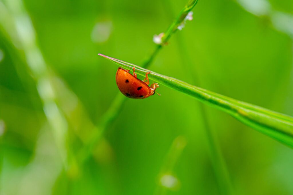 lawn insect control
