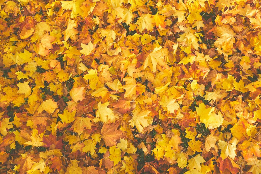 importance of raking leaves