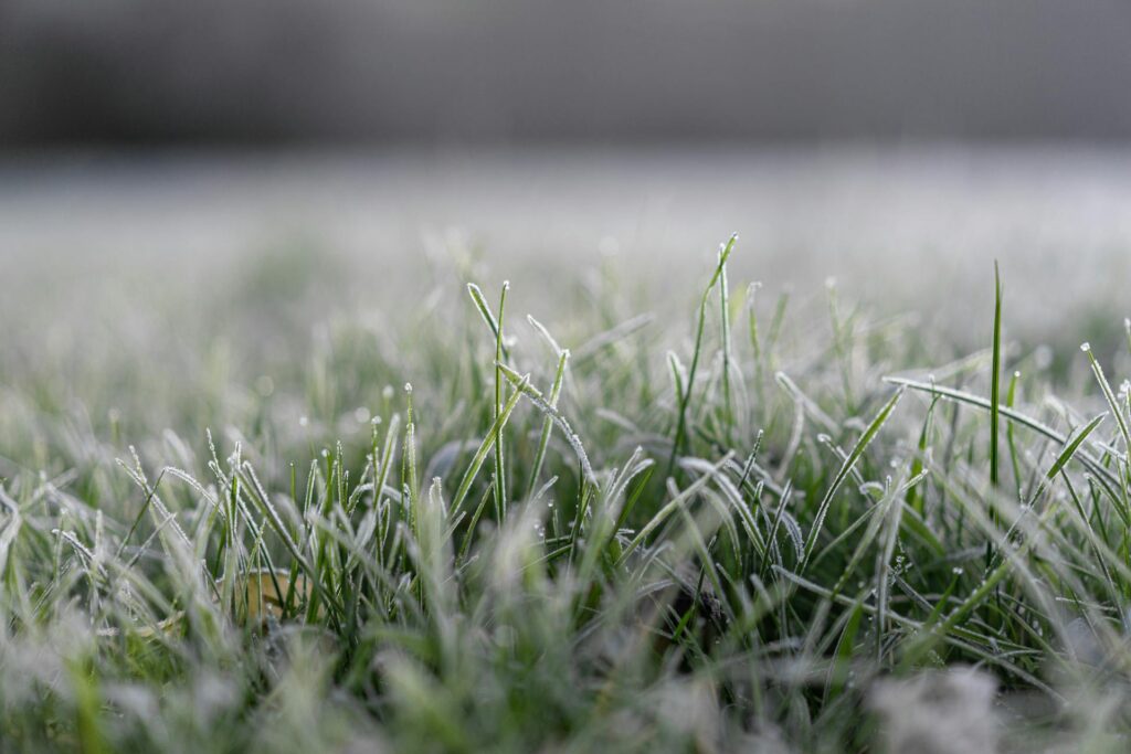 winter lawn tips