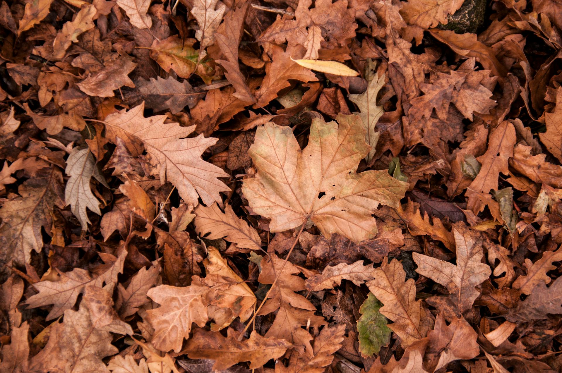 fall lawn care