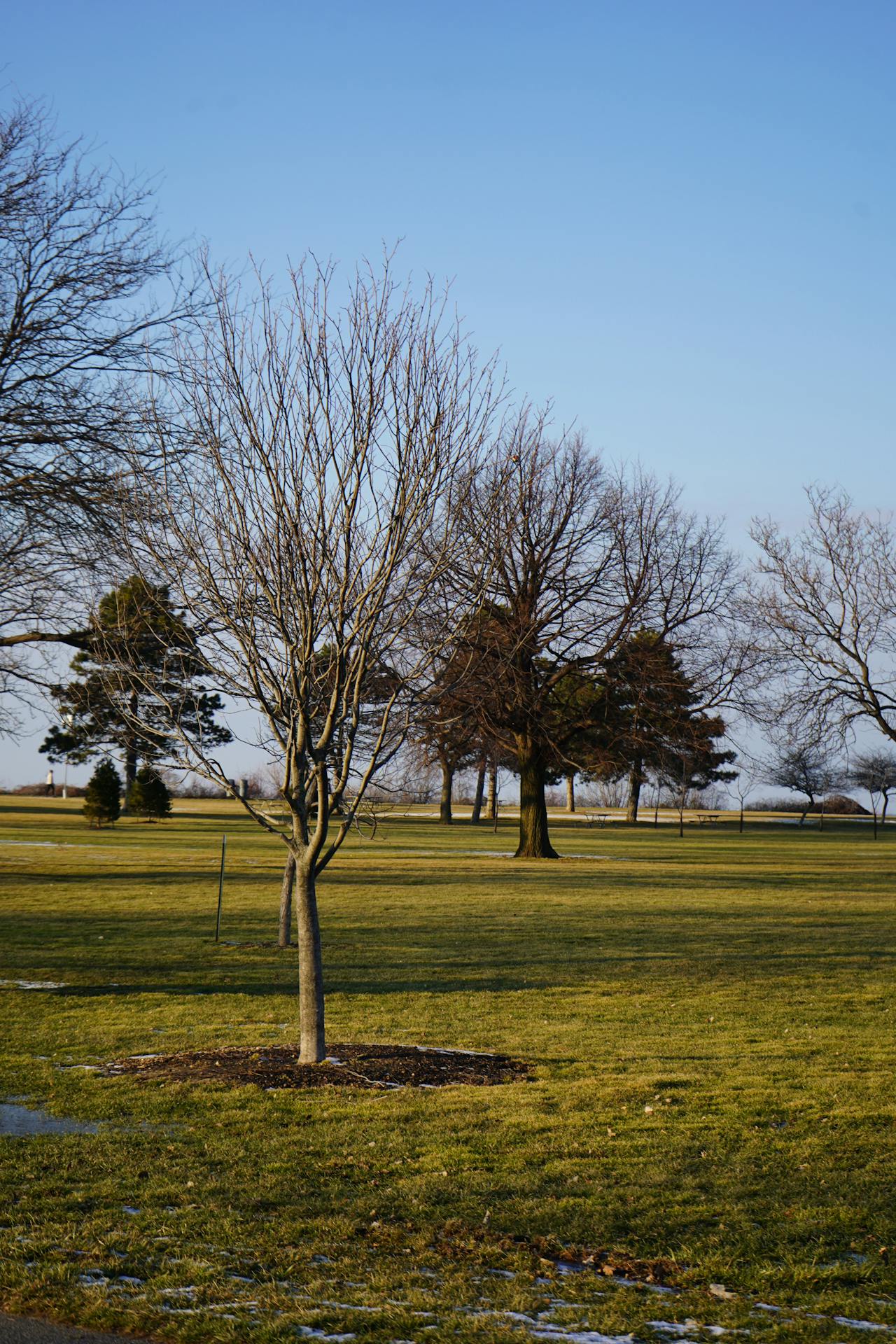 winter lawn care tips